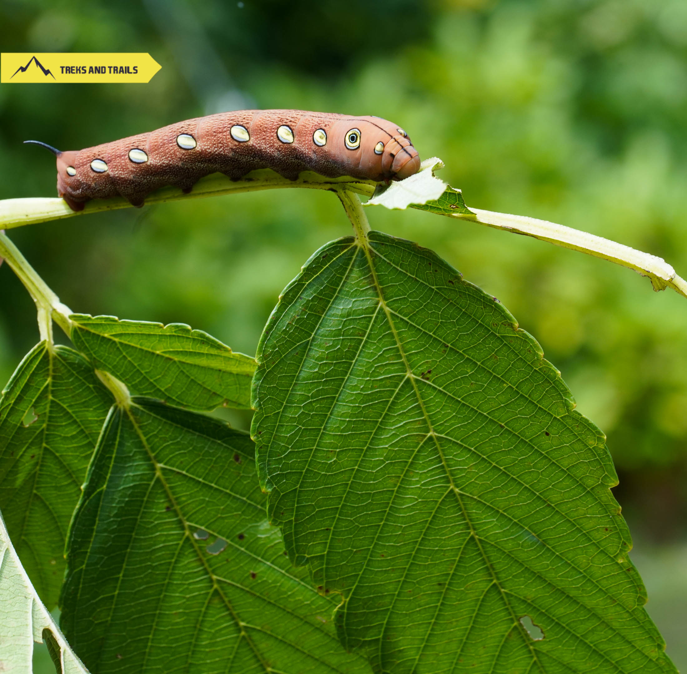 moth-caterpillar