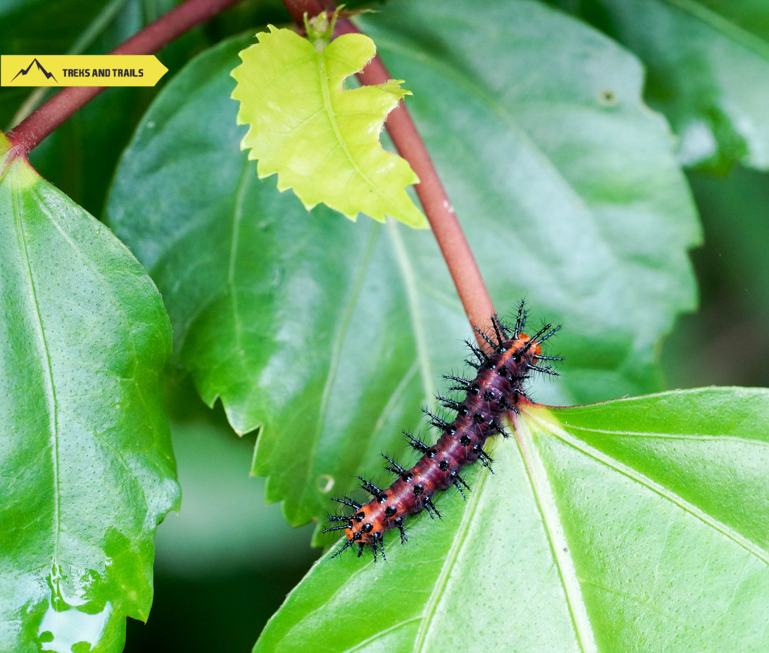 Moth-caterpillar