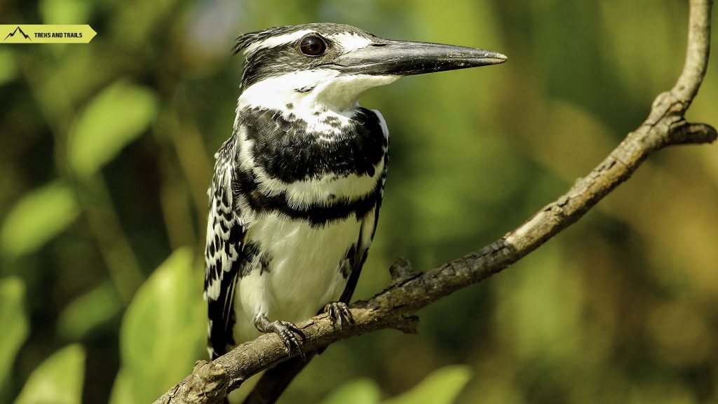 Pied-Kingfisher