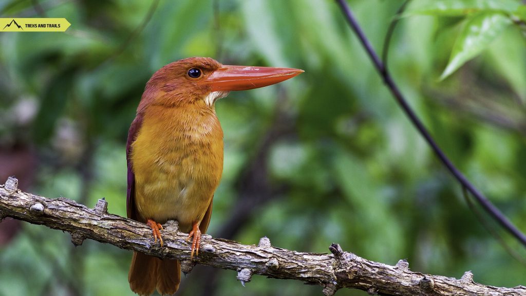 Ruddy-Kingfisher