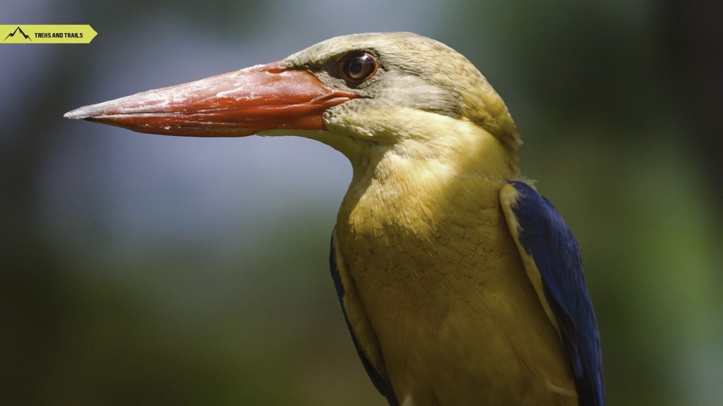 Stork-billed-kingfisher