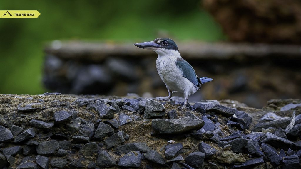 White-collared-kingfisher