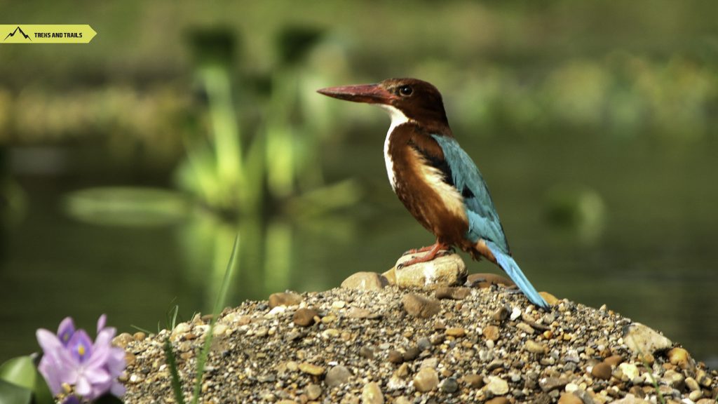 White-throated-kingfisher