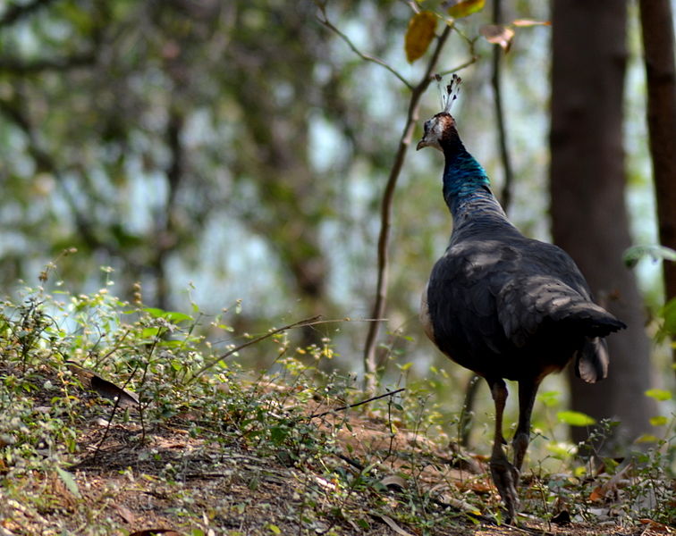 Rajiv-Gandhi-Zoological-Park