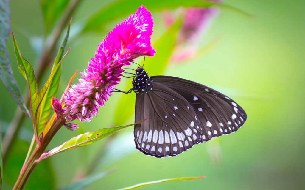 Butterfly-Park