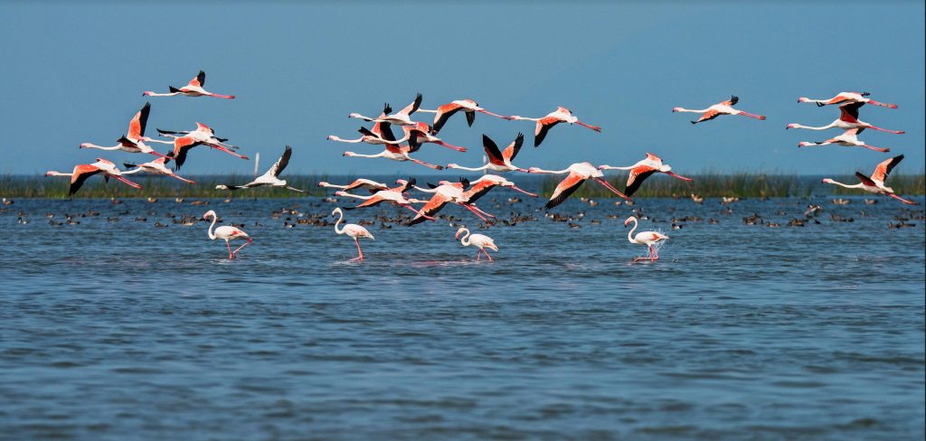 Chilika-Lake