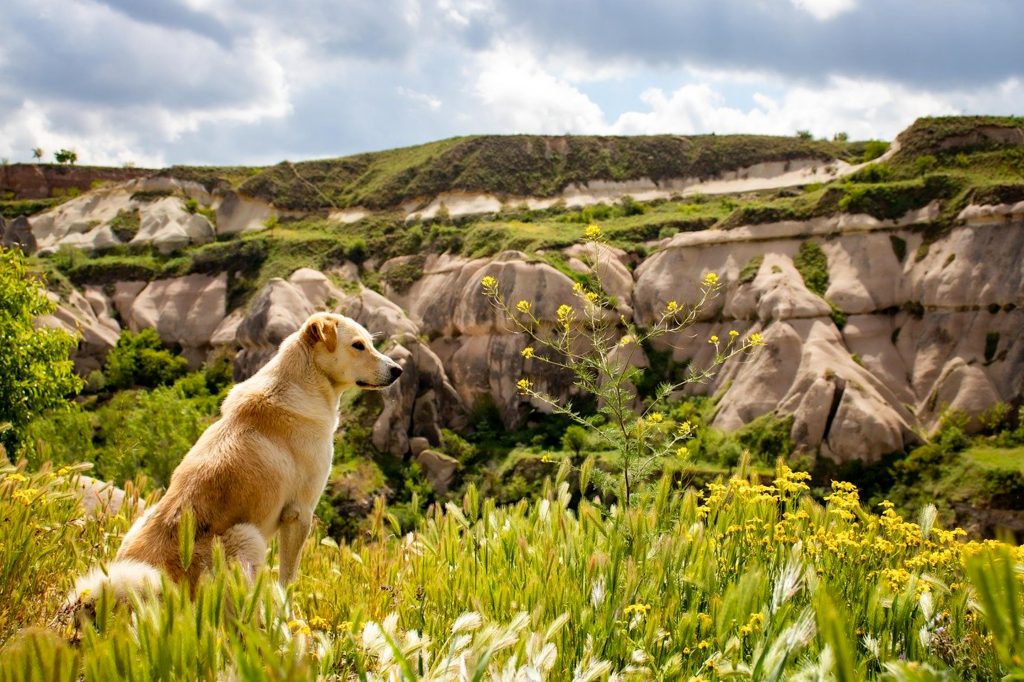 Camping-with-dog-1