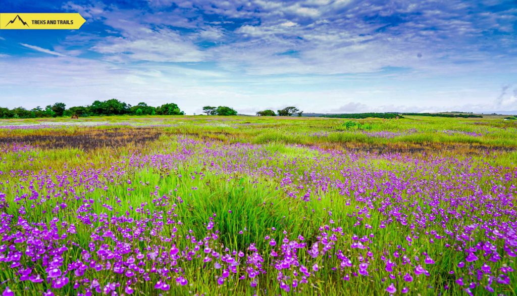 Kaas Plateau Ban