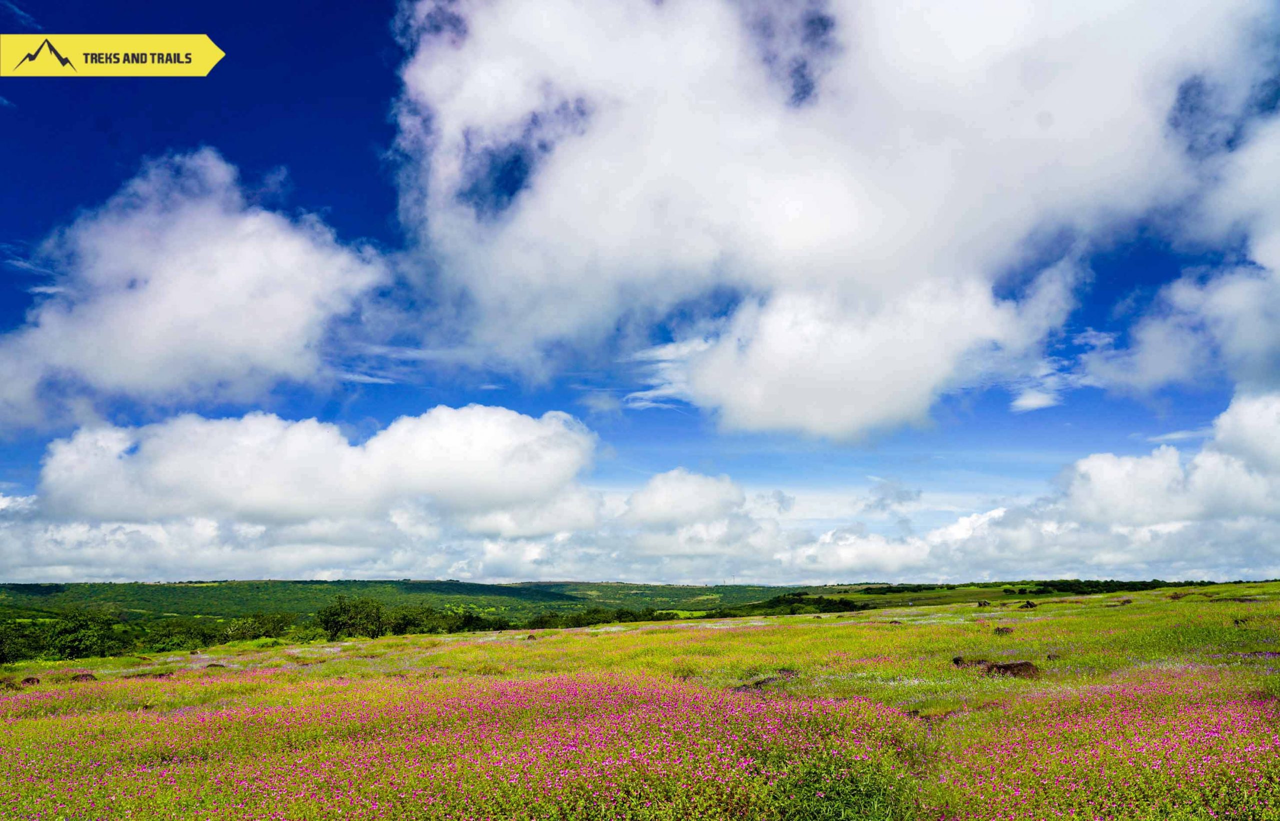 Valley of Flowers 