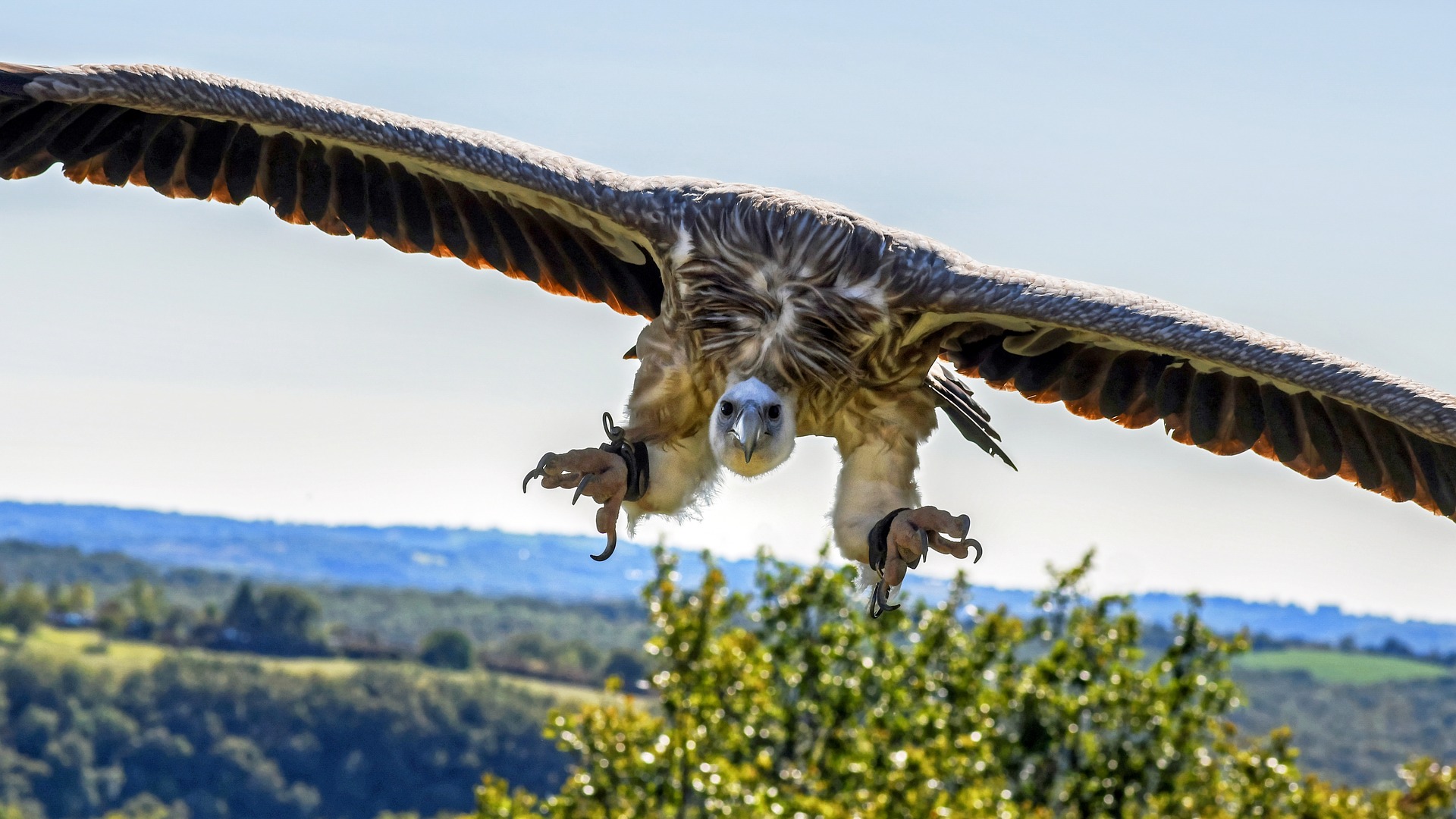 Himalayan Griffon Vulture (6)