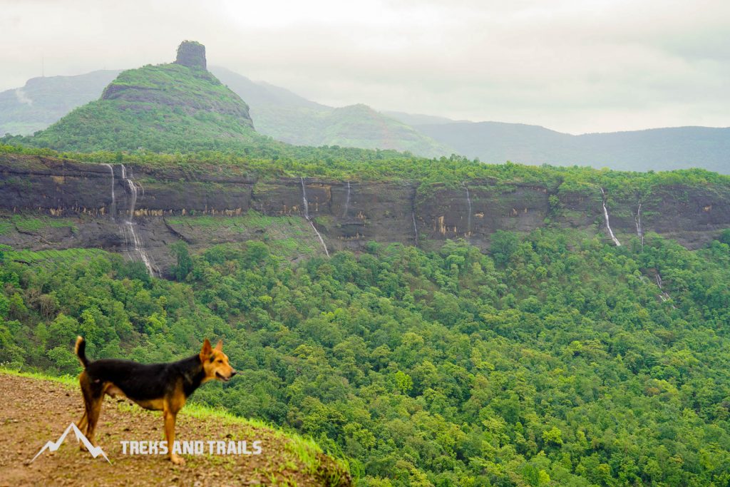 Hiking-with-Dogs