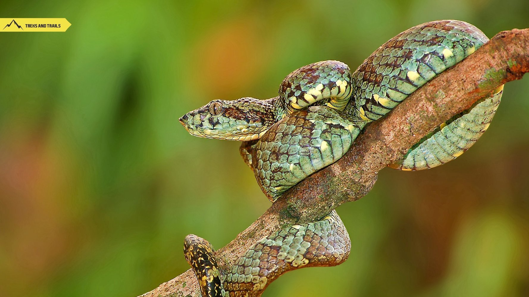 Malabar-pit-viper