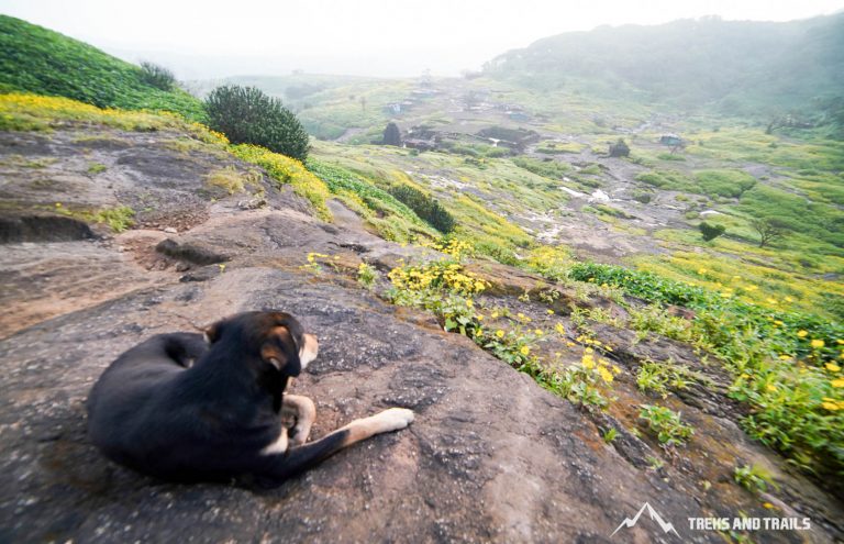 Trekking with dog