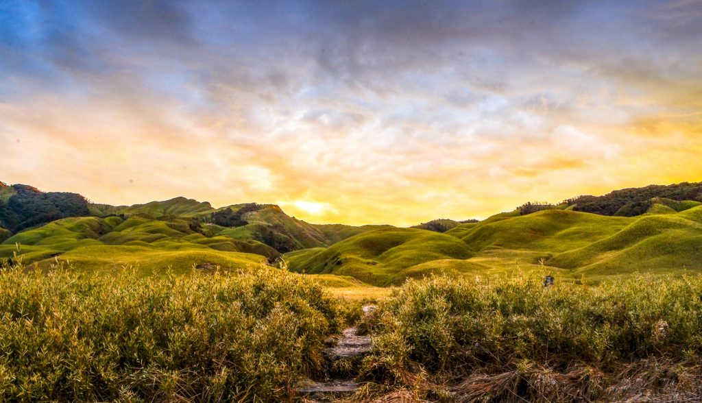 Dzukou Valley of Flowers