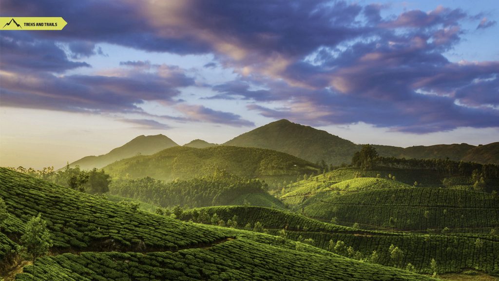 Munnar, Valley of Flowers