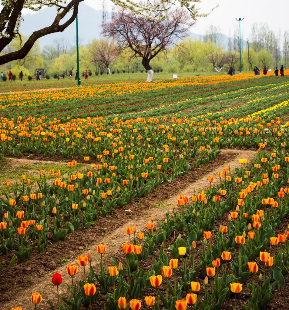 Tulip Garden Kashmir