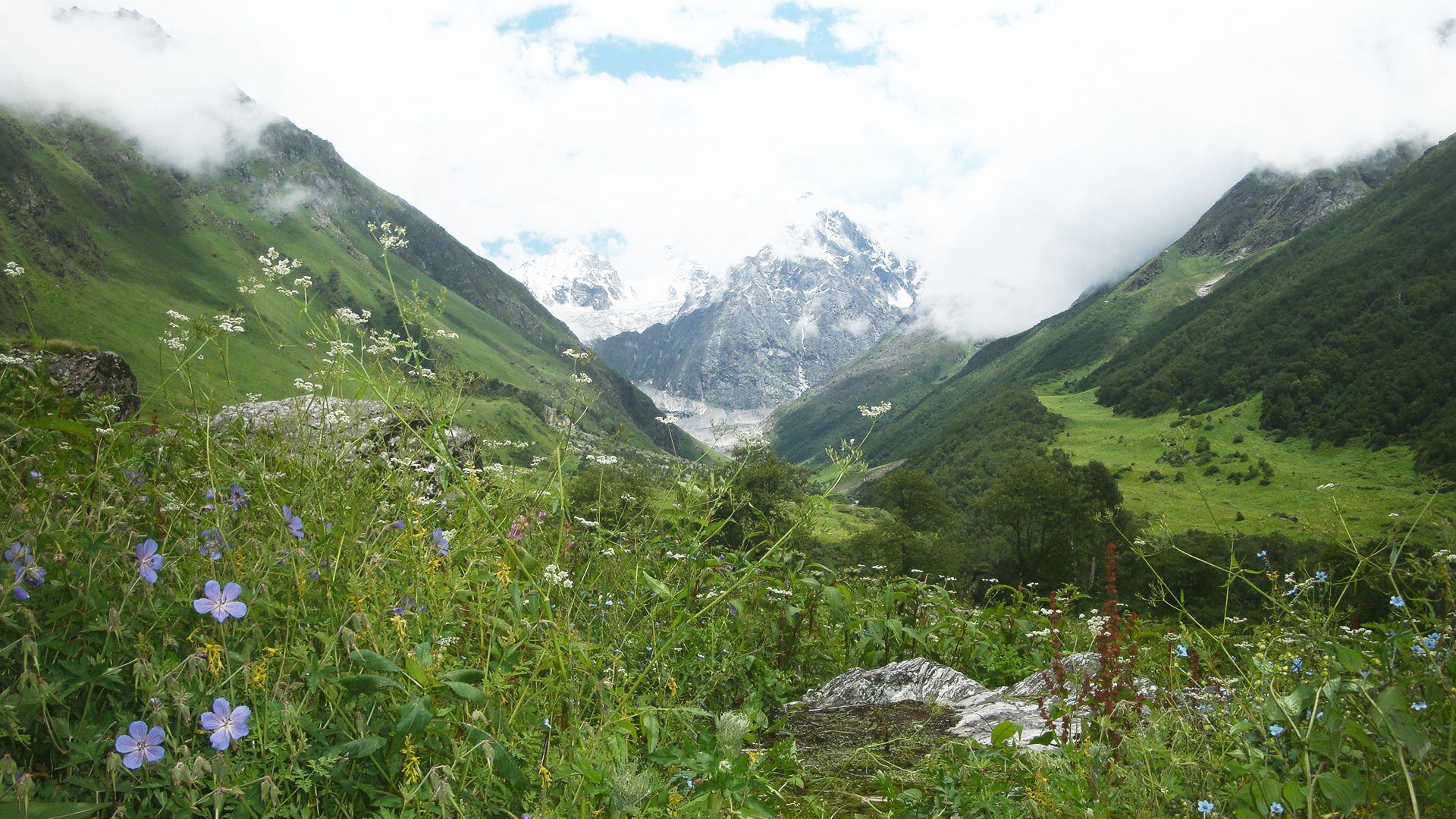 Valley-of-flowers