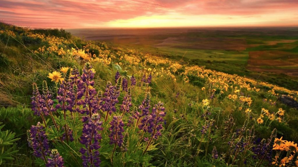 Valley-of-flowers-India