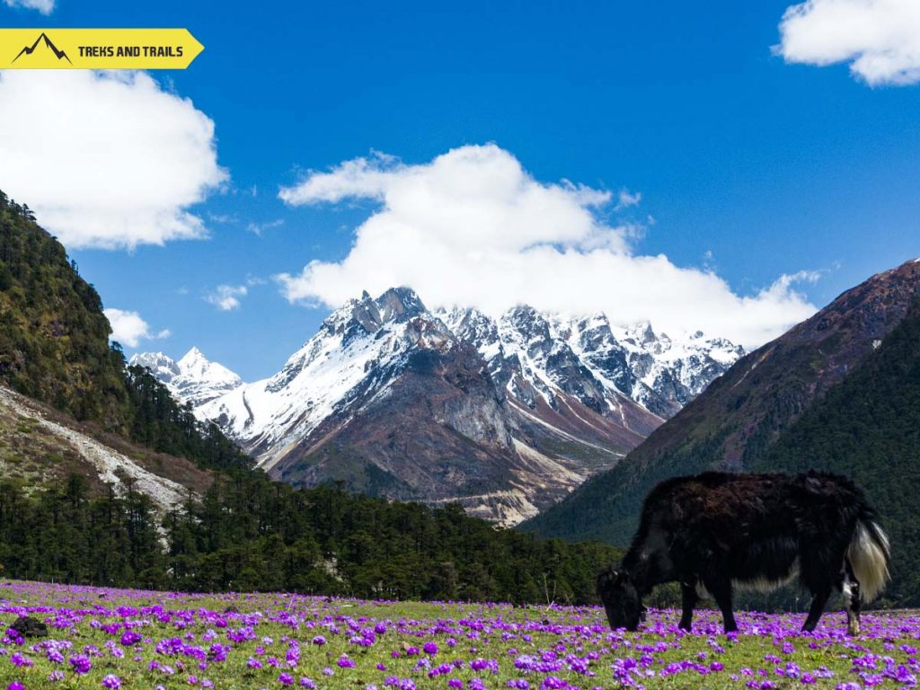 Yumthang-Valley-of-flowers-Sikkim