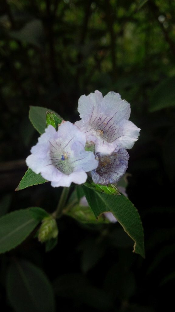 neelakurinji-munnar