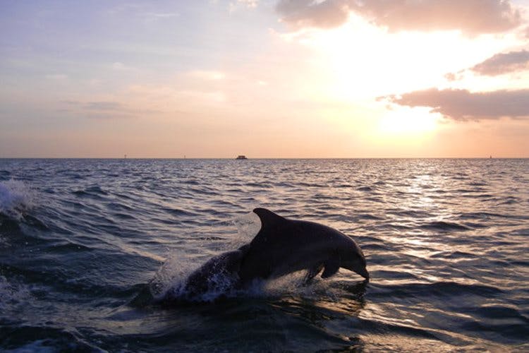 Dolphin tour