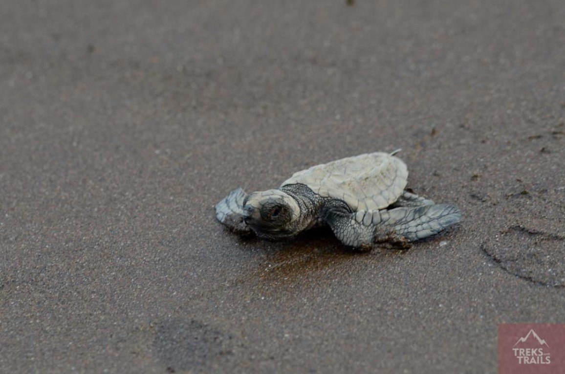 Conservation of Olive Ridley Turtles