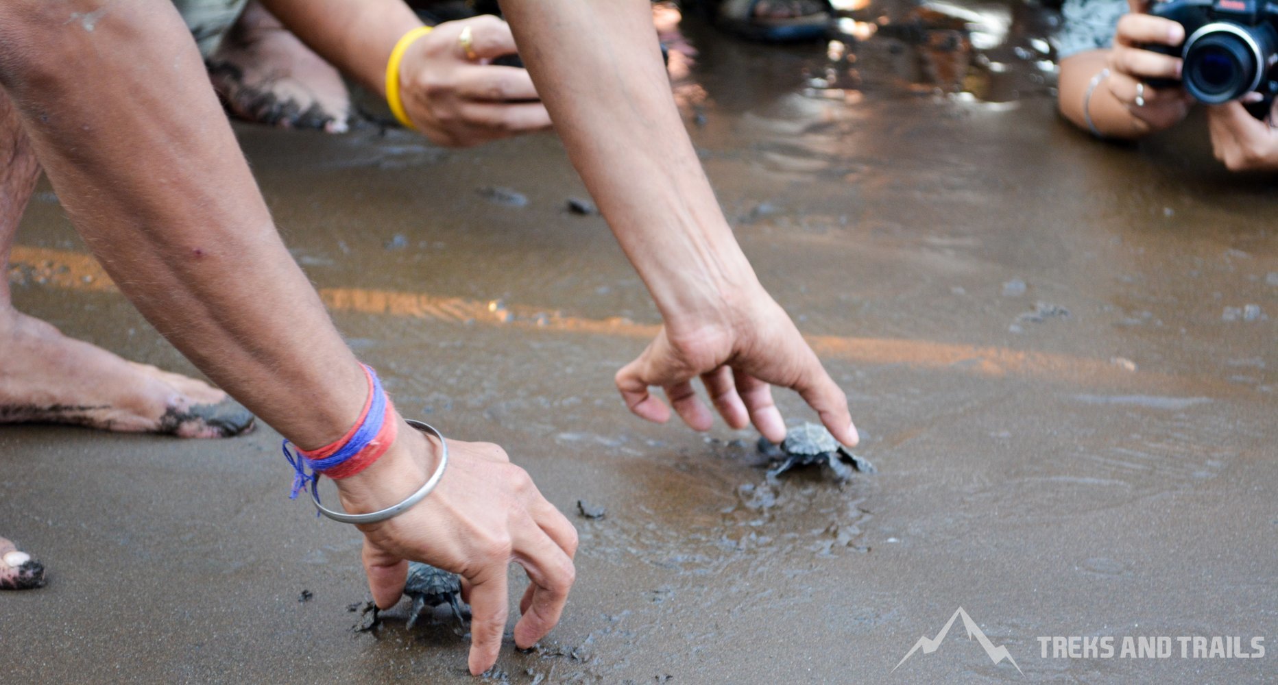 olive turtle festival