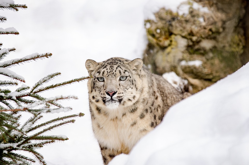 snow leopard