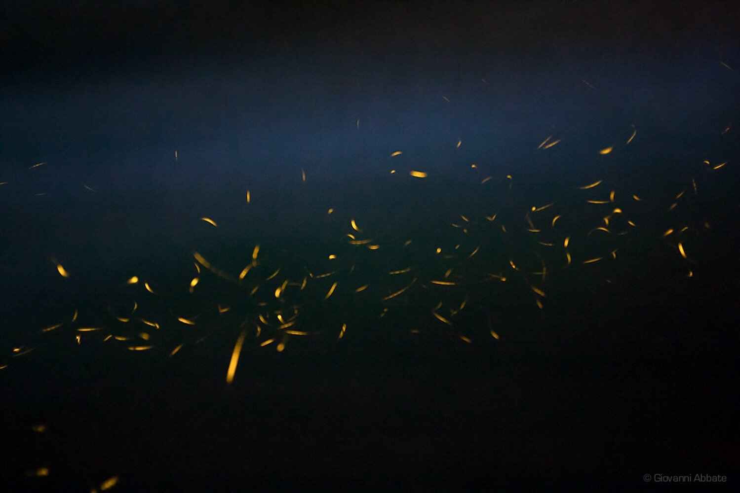 Fireflies-Event-Maharashtra