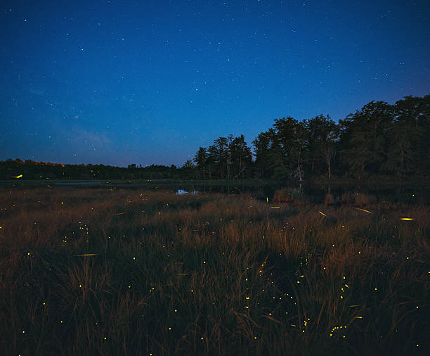 igatpuri fireflies camping