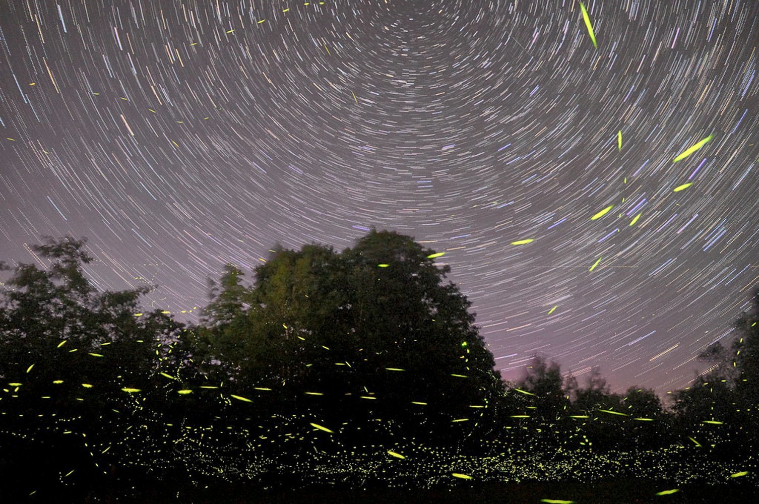 Fireflies-Event-Maharashtra