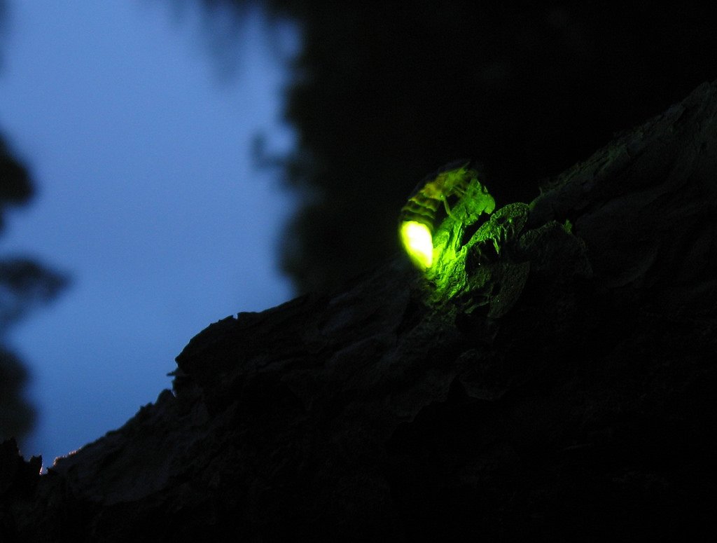 Fireflies at bhandardara