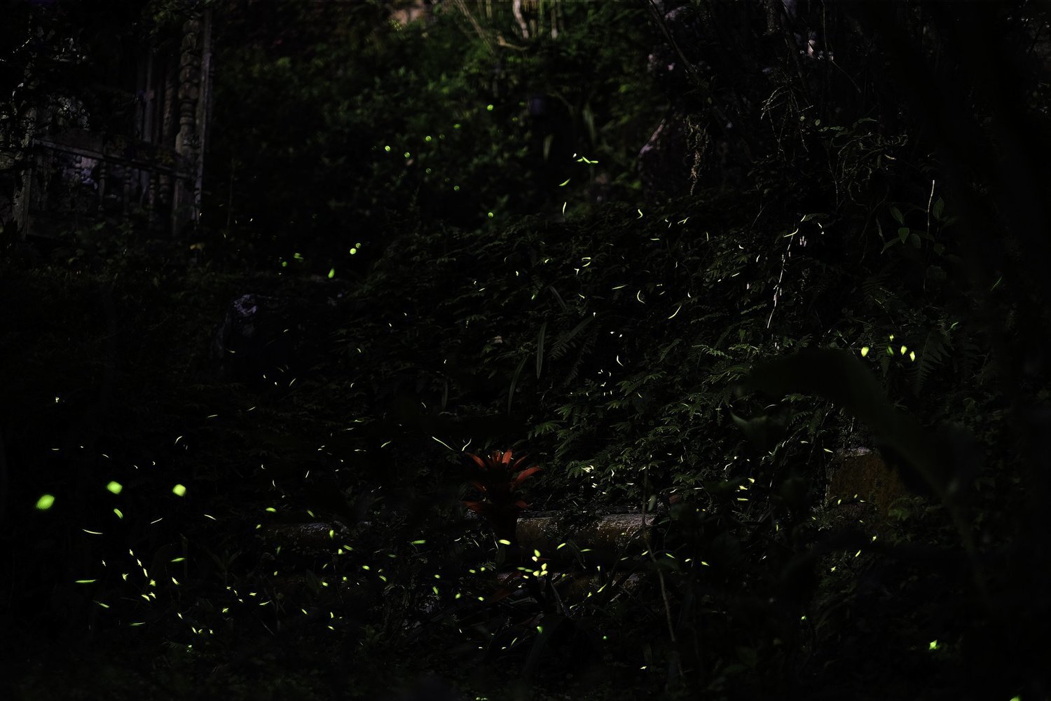 Kondana caves fireflies