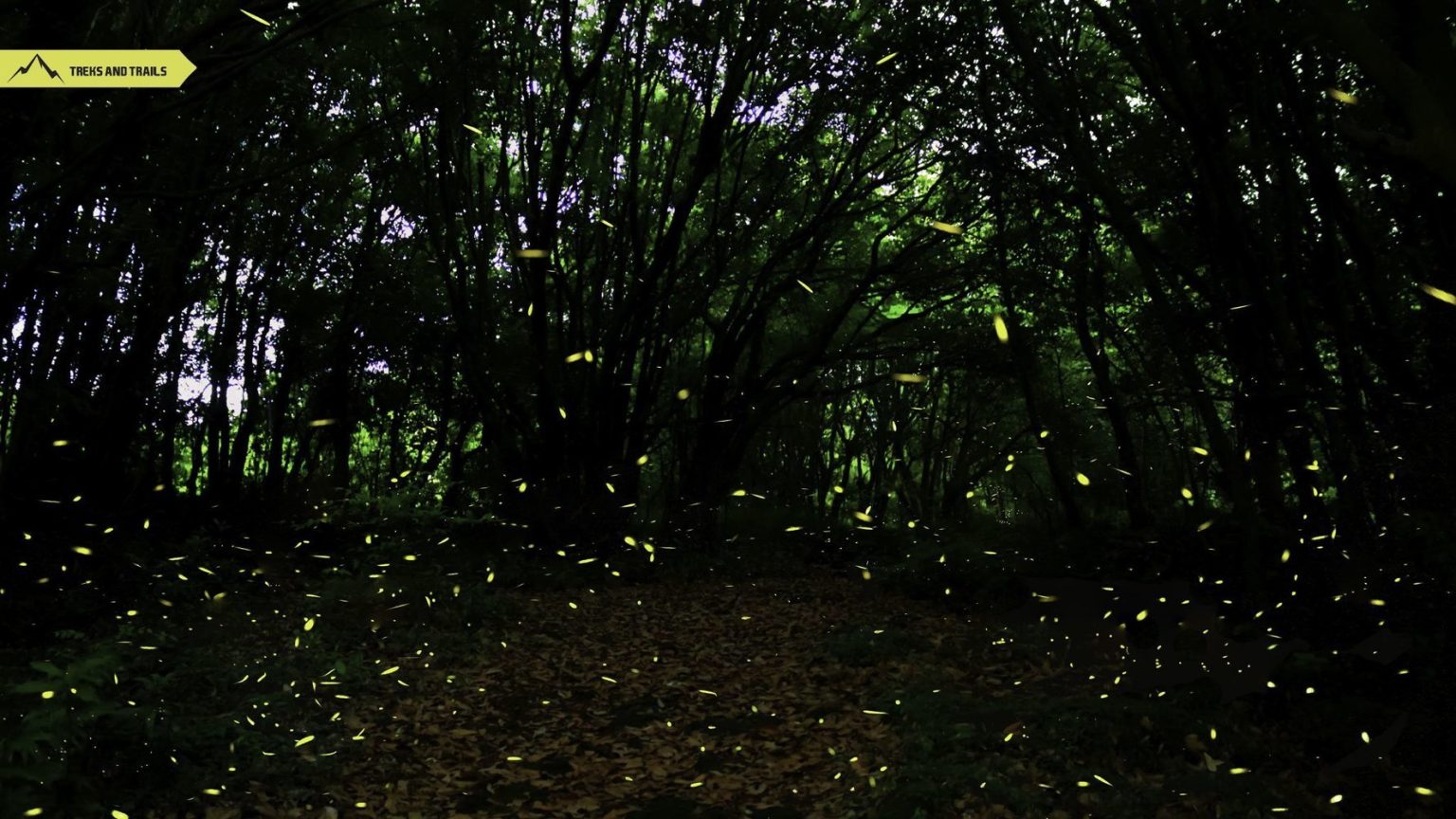 Purushwadi-Fireflies-camping