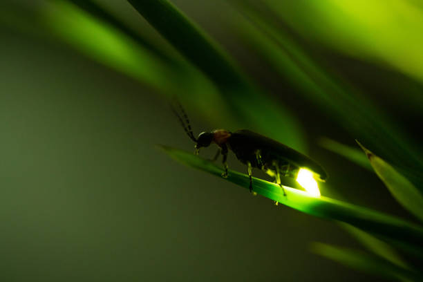 rajmachi fireflies