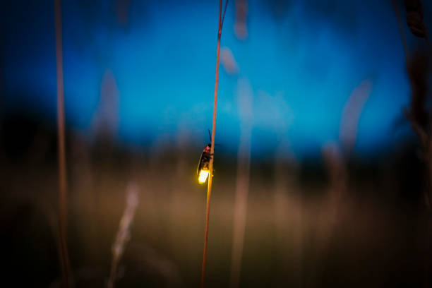 malshej ghat fireflies