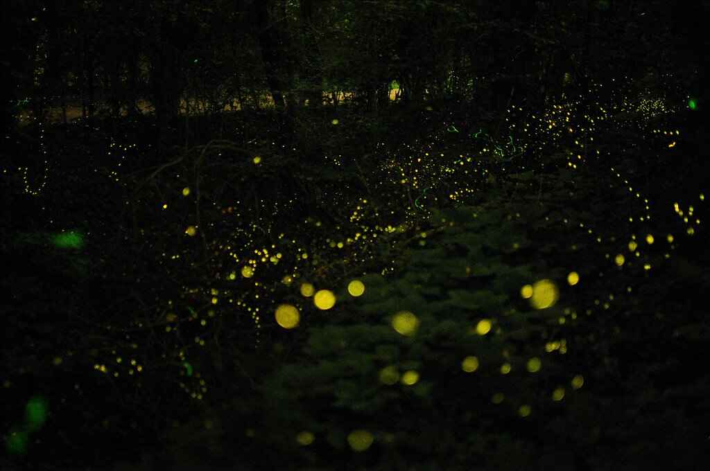 fireflies festival mumbai.