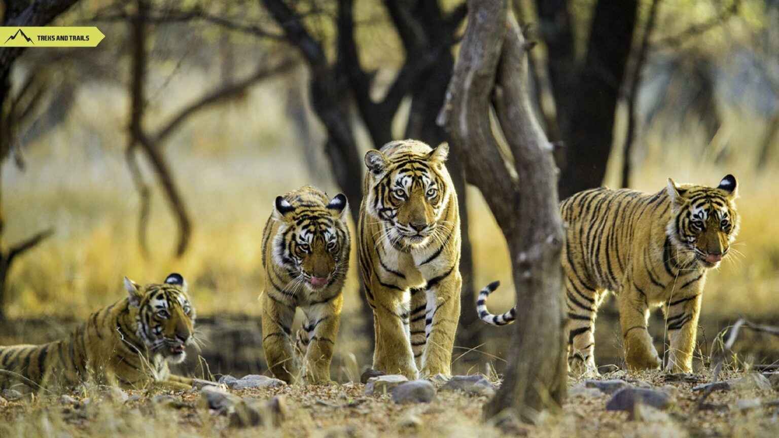 Bandhavgarh National Park