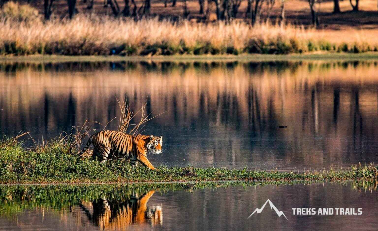 Kanha Tiger Reserve Tiger