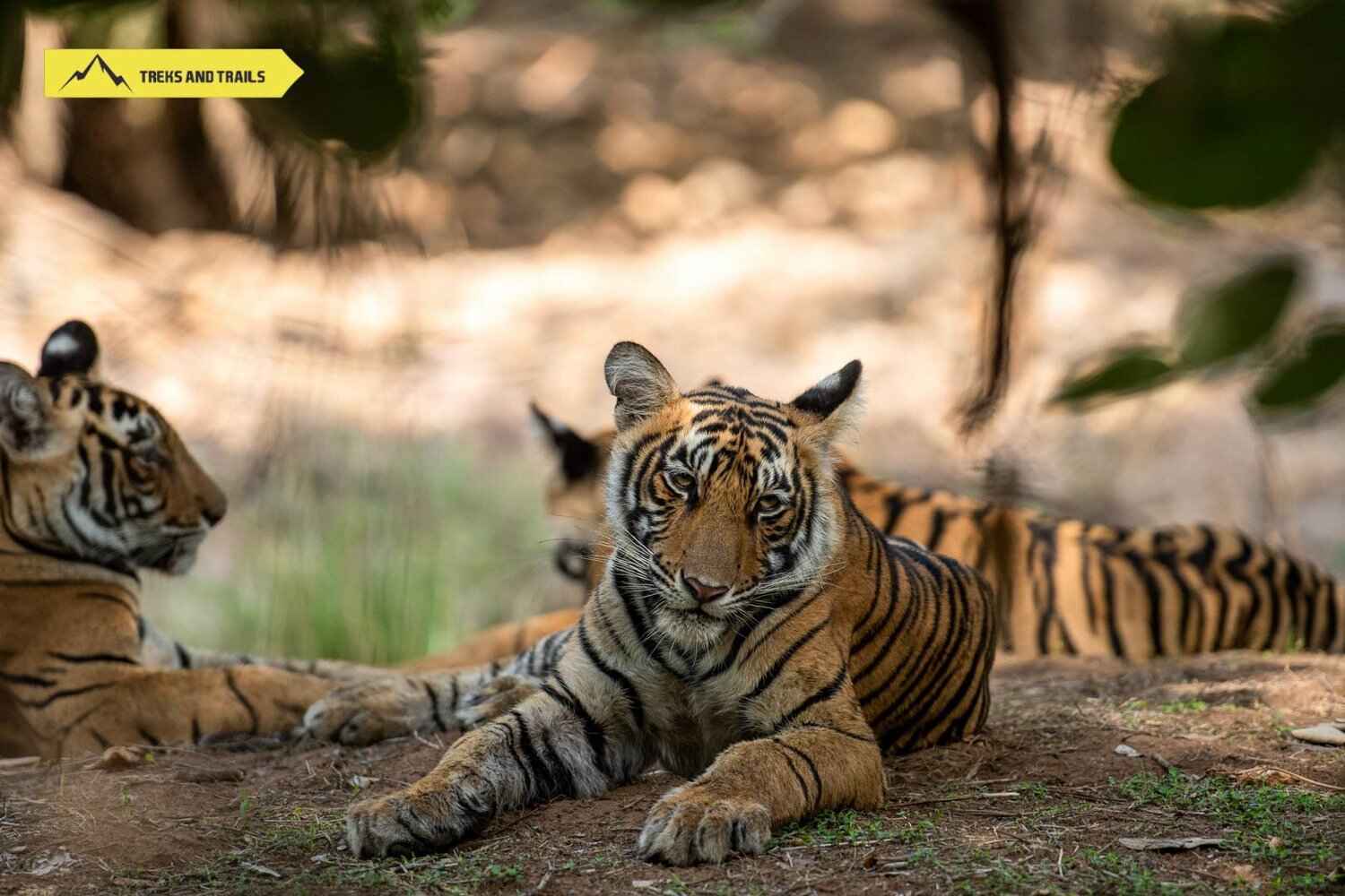 panna tiger safari