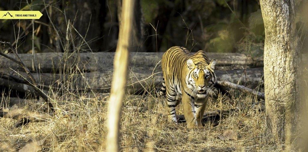 Pench Tiger Safari