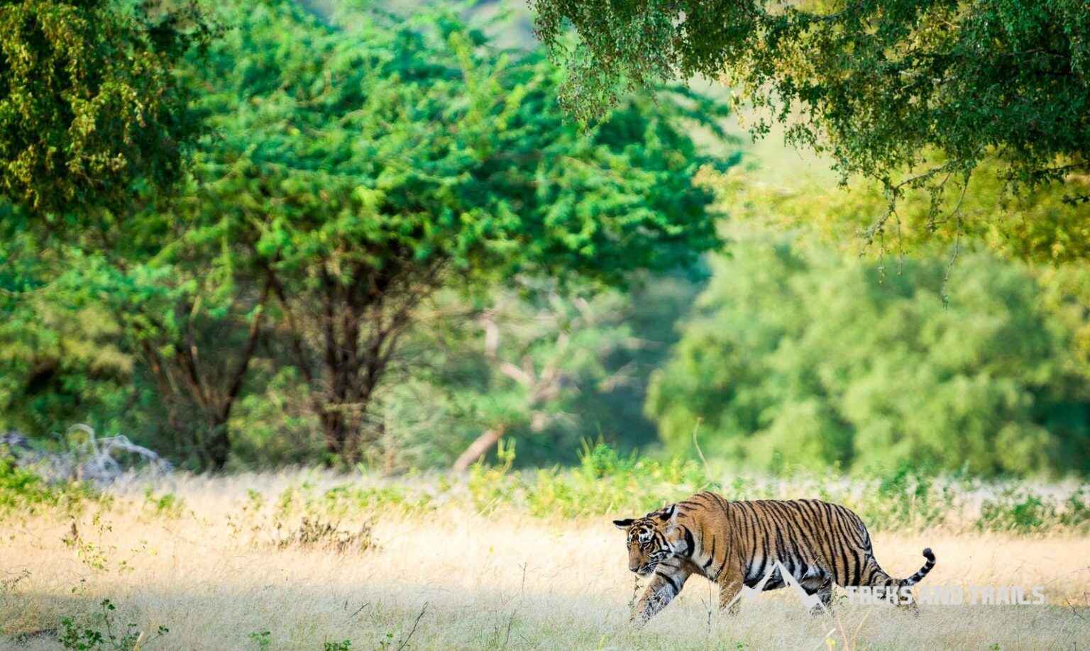 Sariska Tiger Safari