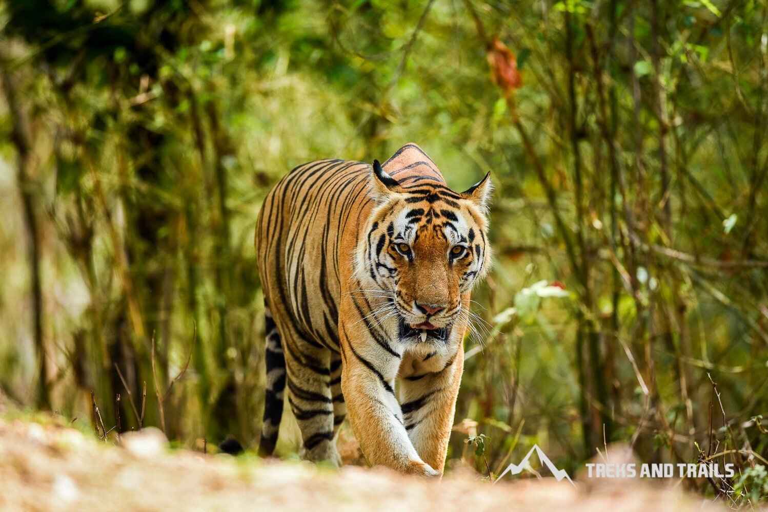 sundarbans-tiger-reserve