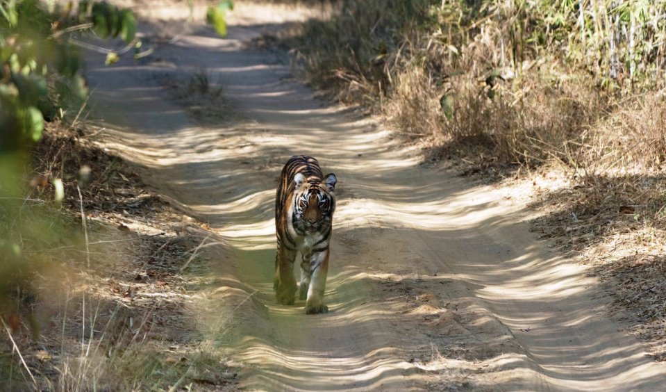 Tadoba Tiger Safari