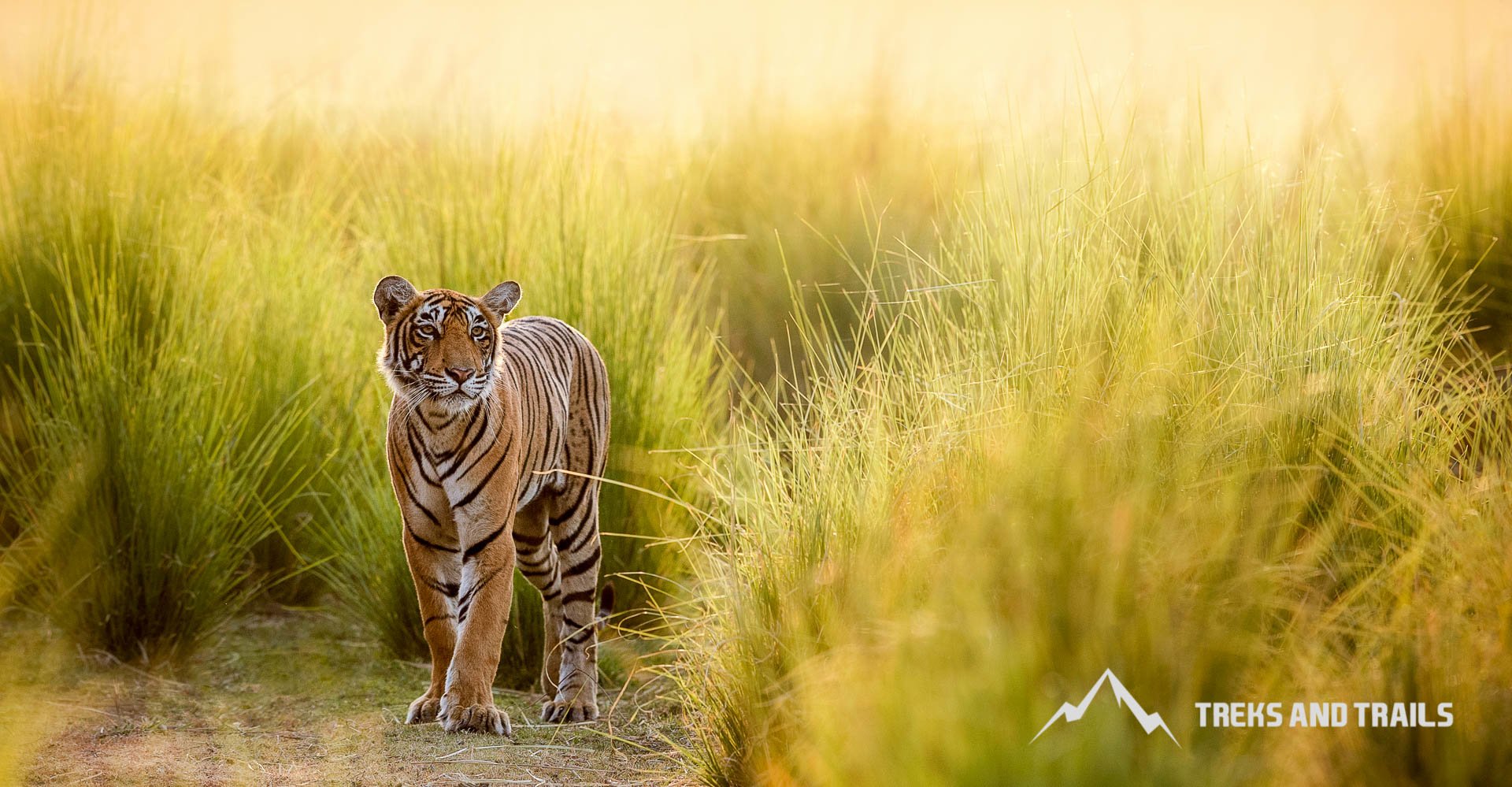 tigers in India