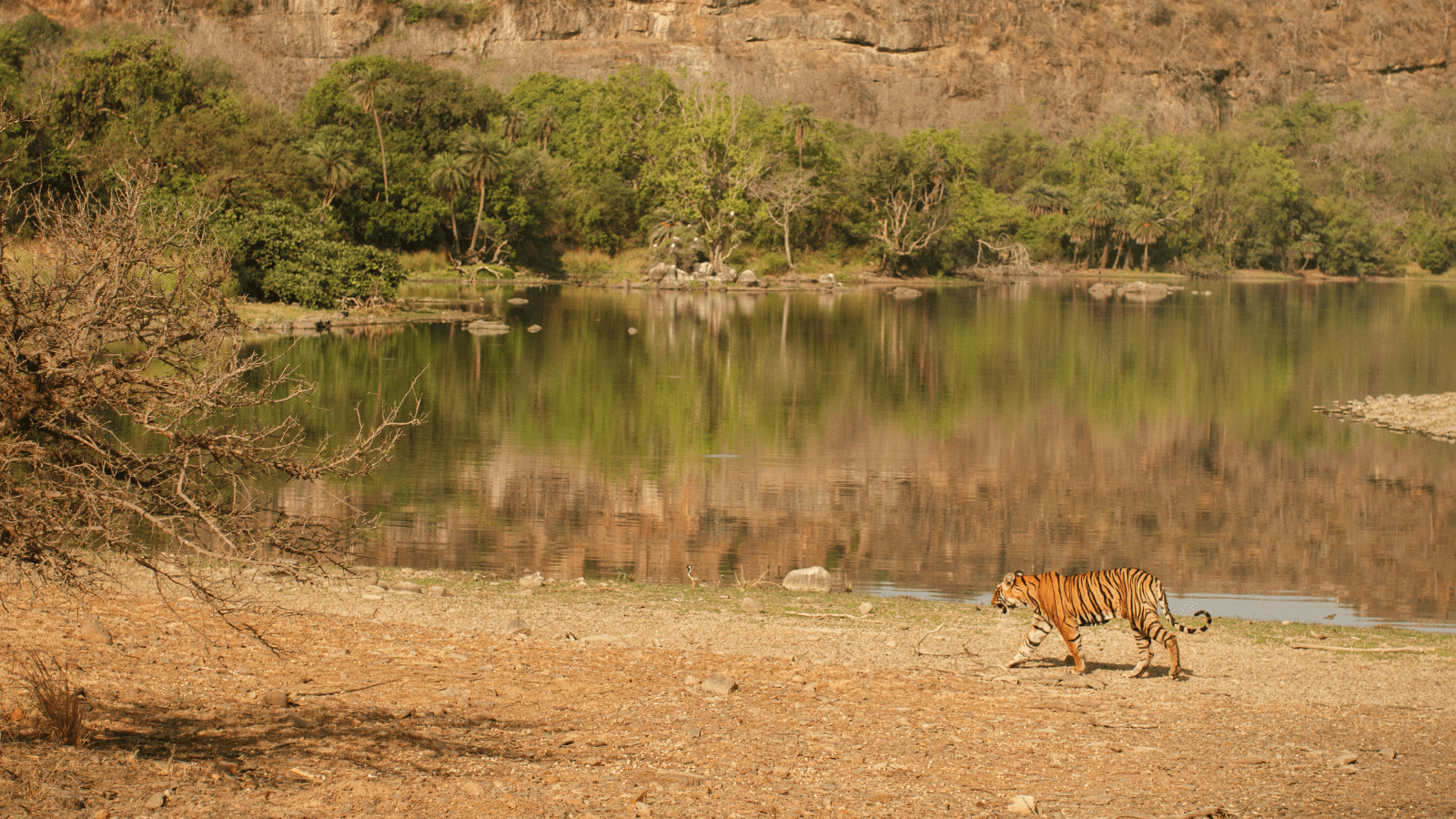 Ranthambore: A Guide for First-Timers